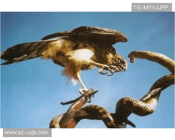 《飞翔的王者：探索老鹰的生存智慧与捕猎技巧》